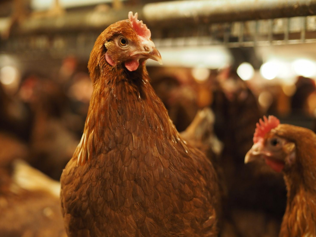 Vistas uzņēmuma kūtī. 