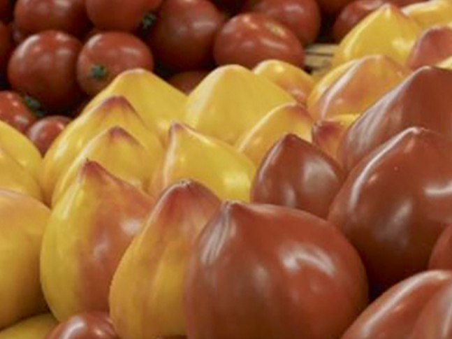 Jaunā tomātu šķirne 'Flamansun'.