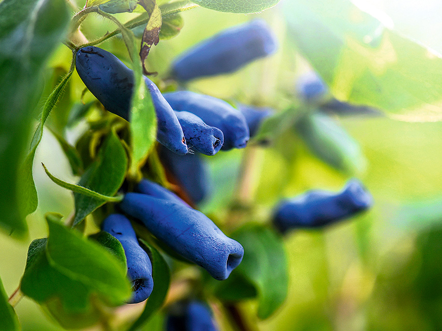 Ja pavasarī sausseržiem trūkst mitruma, ogas var kļūt rūgtas.