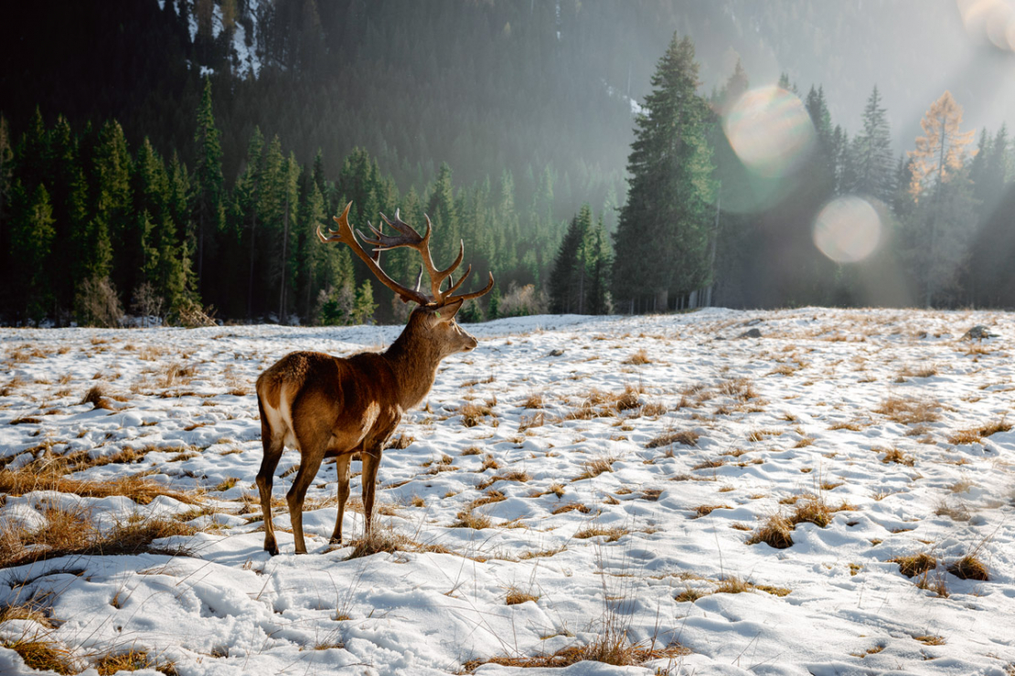 Problēmas ar staltbriedi ir aptuveni trešdaļā Latvijas teritorijas, taču citviet šādu problēmu nav.
