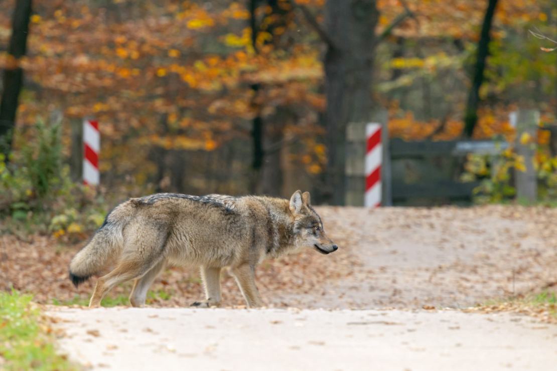 Konflikti visbiežāk notiek vilku teritorijās, pie apdzīvotām vietām, ganību tuvumā vai medību laikā. 
