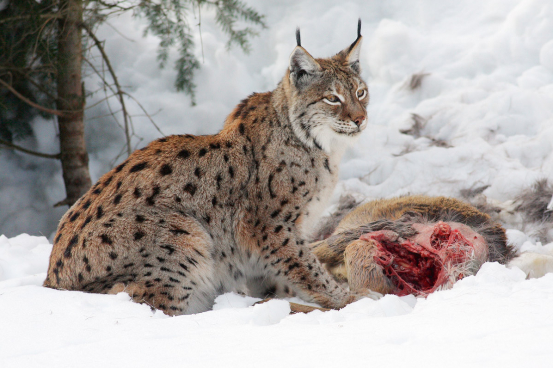 Lūšu galvenā barība ir stirnas, taču tie barojas arī ar zaķiem, putniem un bebriem. Tomēr ar to nepietiek, lai mazuļi izaugtu spēcīgi un veseli.