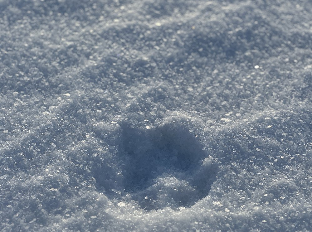 Vilka pēdu nospiedumi sniegā: vilks iet taisnā līnijā atšķirībā no suņa, kura pēdu josla ir zigzaga veidā.