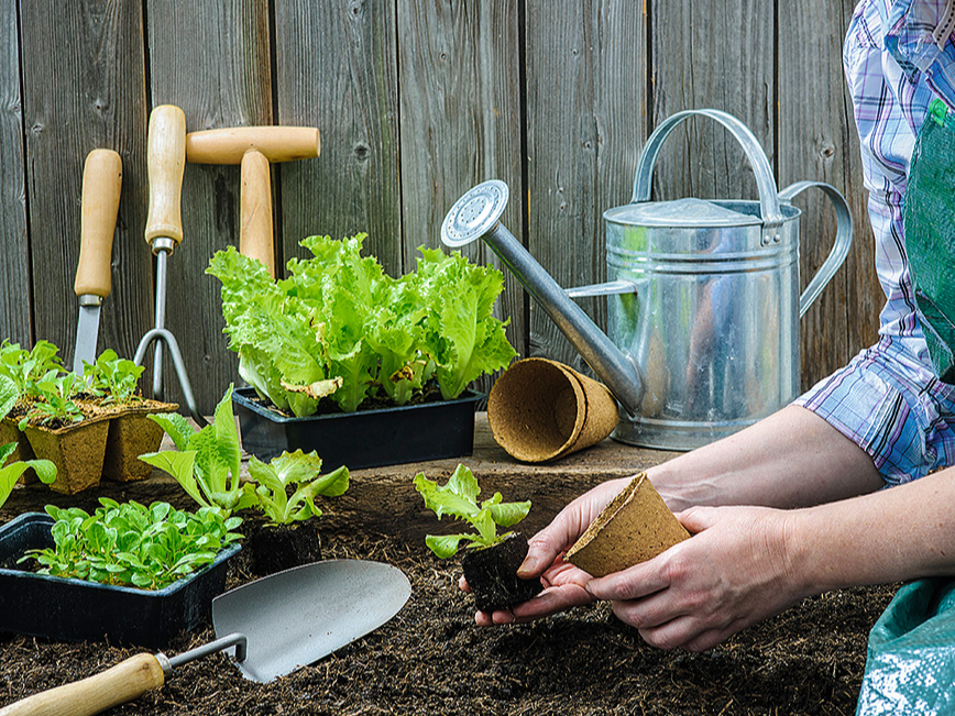 Salātu dēsti parasti izaug jau 10 dienās.