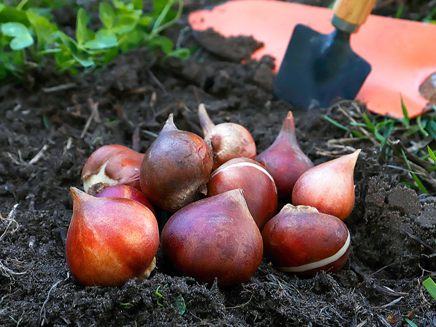 Pavasarī sīpolus stāda, tiklīdz augsne ir apstrādājama.