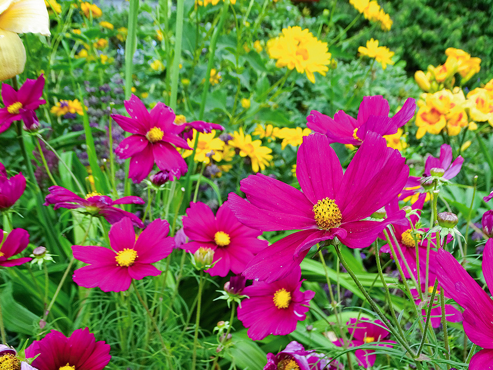 Kosmejas zied no vasaras vidus līdz pat rudenim.