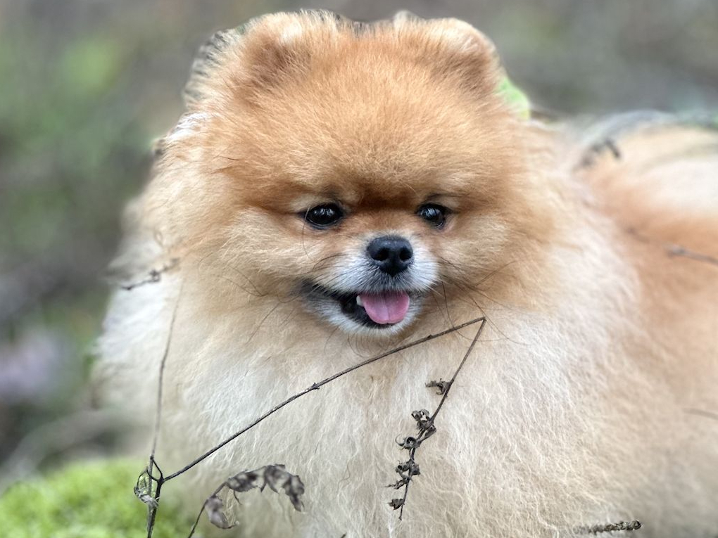 Smaidīgs, draudzīgs un vienmēr gatavs iepazīties ar jauniem draugiem – gan cilvēkiem, gan arī citiem suņiem.