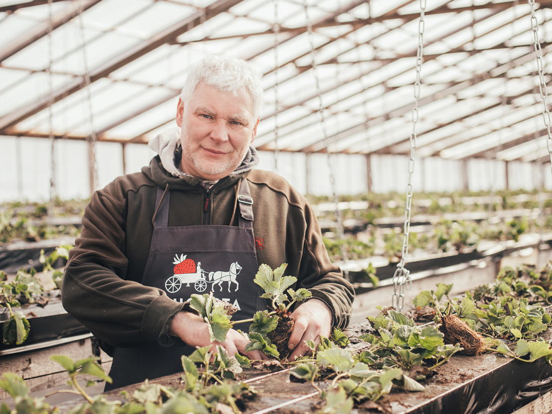 "Augusta zemenes" agronoms Guntars Dzērve.