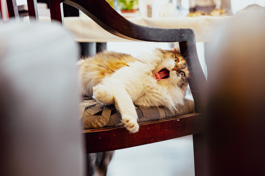 Grāmatas "Slepenā aģente Fifī. Latviete, kura mainīja likteņus" prezentācijas pasākums.