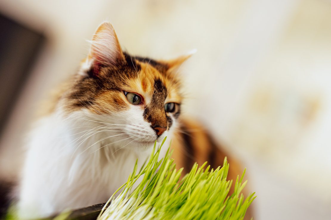 Grāmatas "Slepenā aģente Fifī. Latviete, kura mainīja likteņus" prezentācijas pasākums.