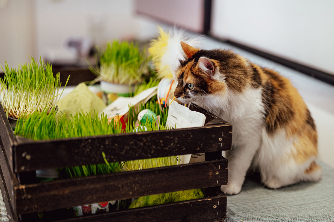 Grāmatas "Slepenā aģente Fifī. Latviete, kura mainīja likteņus" prezentācijas pasākums.