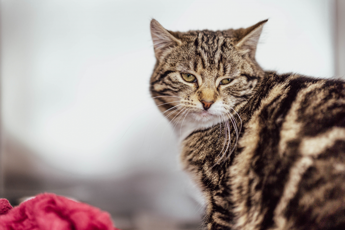 Grāmatas "Slepenā aģente Fifī. Latviete, kura mainīja likteņus" prezentācijas pasākums.