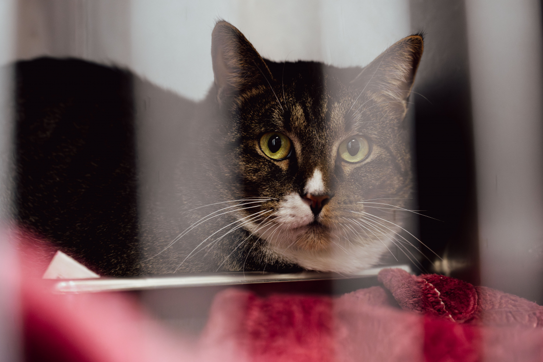 Grāmatas "Slepenā aģente Fifī. Latviete, kura mainīja likteņus" prezentācijas pasākums.