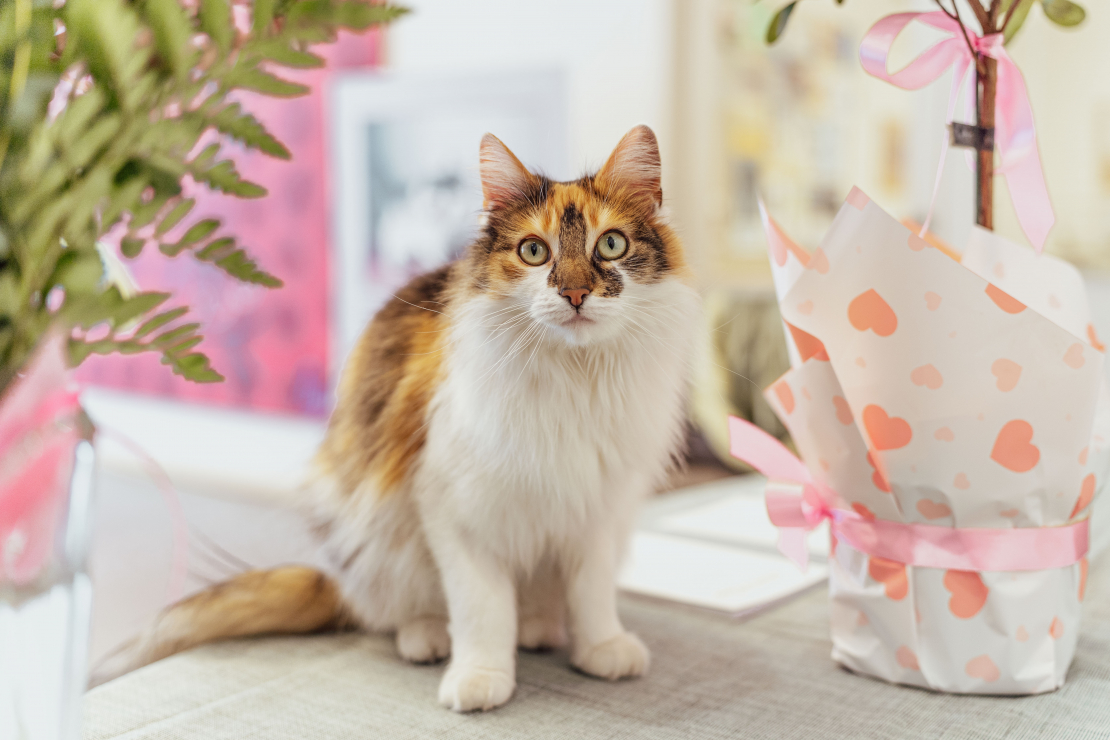 Grāmatas "Slepenā aģente Fifī. Latviete, kura mainīja likteņus" prezentācijas pasākums.