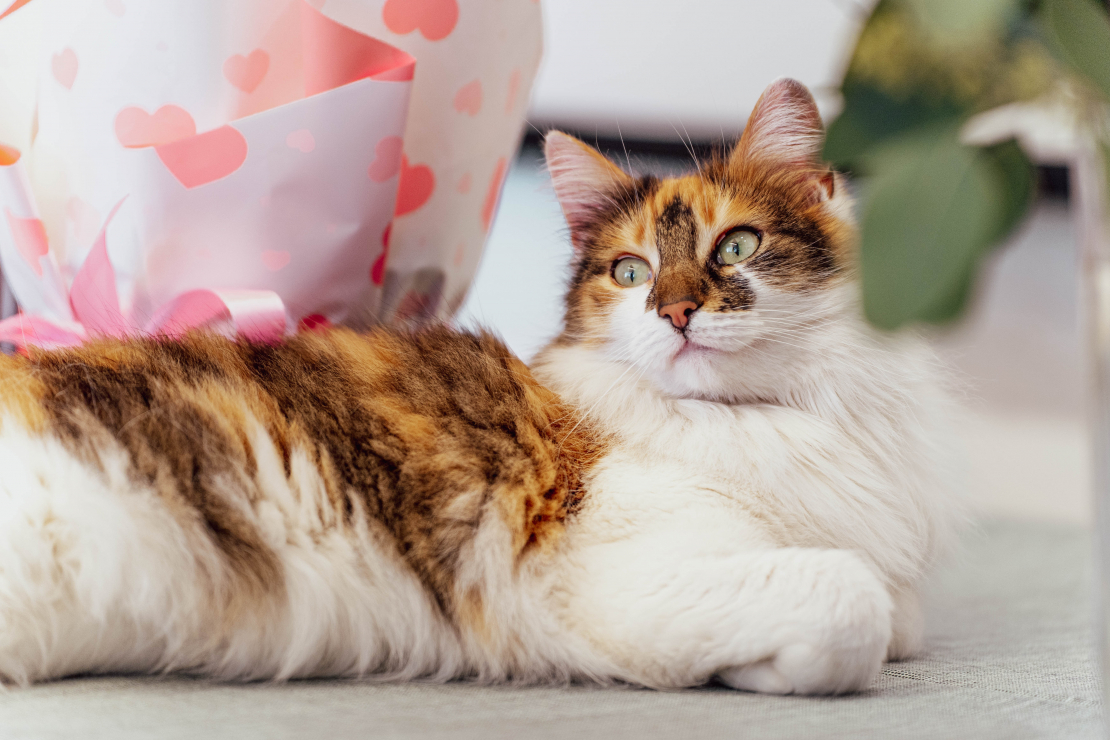 Grāmatas "Slepenā aģente Fifī. Latviete, kura mainīja likteņus" prezentācijas pasākums.