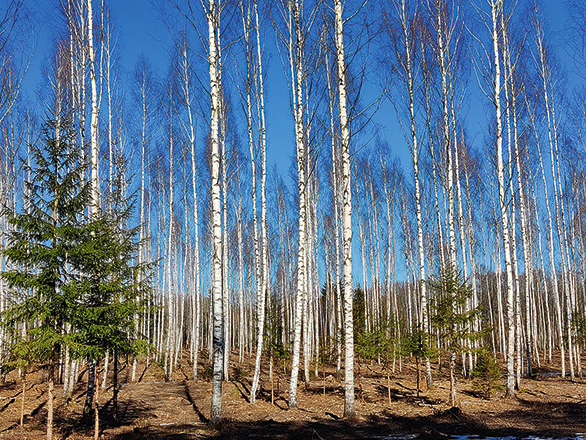 Dabiski atjaunojusies izkopta bērzu audze.