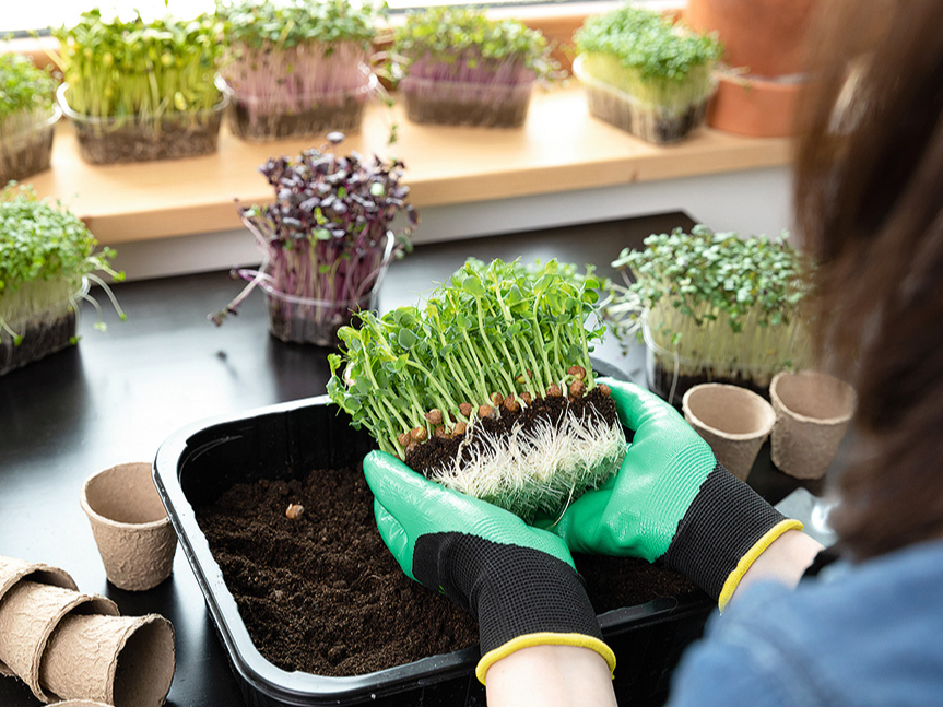 Mikrozaļumi viskraukšķīgākie ir, kad izauguši 5–7 cm gari.