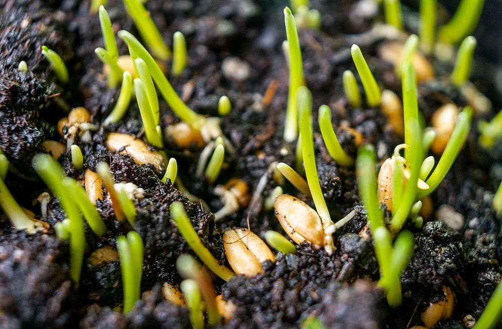 Vienas graudu šķirnes izveidei vajag 10 līdz 12 gadus, kopējiem naudas ieguldījumiem sasniedzot vienu miljonu eiro.