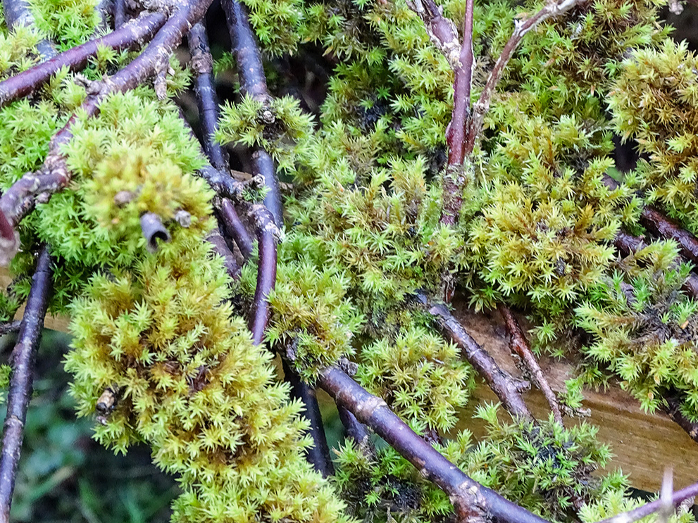 Spēcīgi saauguši ķērpji un sūnas traucē pumpuru attīstību.