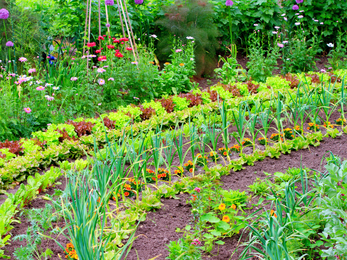 Pareizi ievērots attālums starp augiem ne tikai veicina veselīgu augšanu un ražas kvalitāti, bet ir arī viena no vienkāršākajām un dabiskākajām profilakses metodēm, kas palīdz novērst slimību un kaitēkļu uzliesmojumu. 