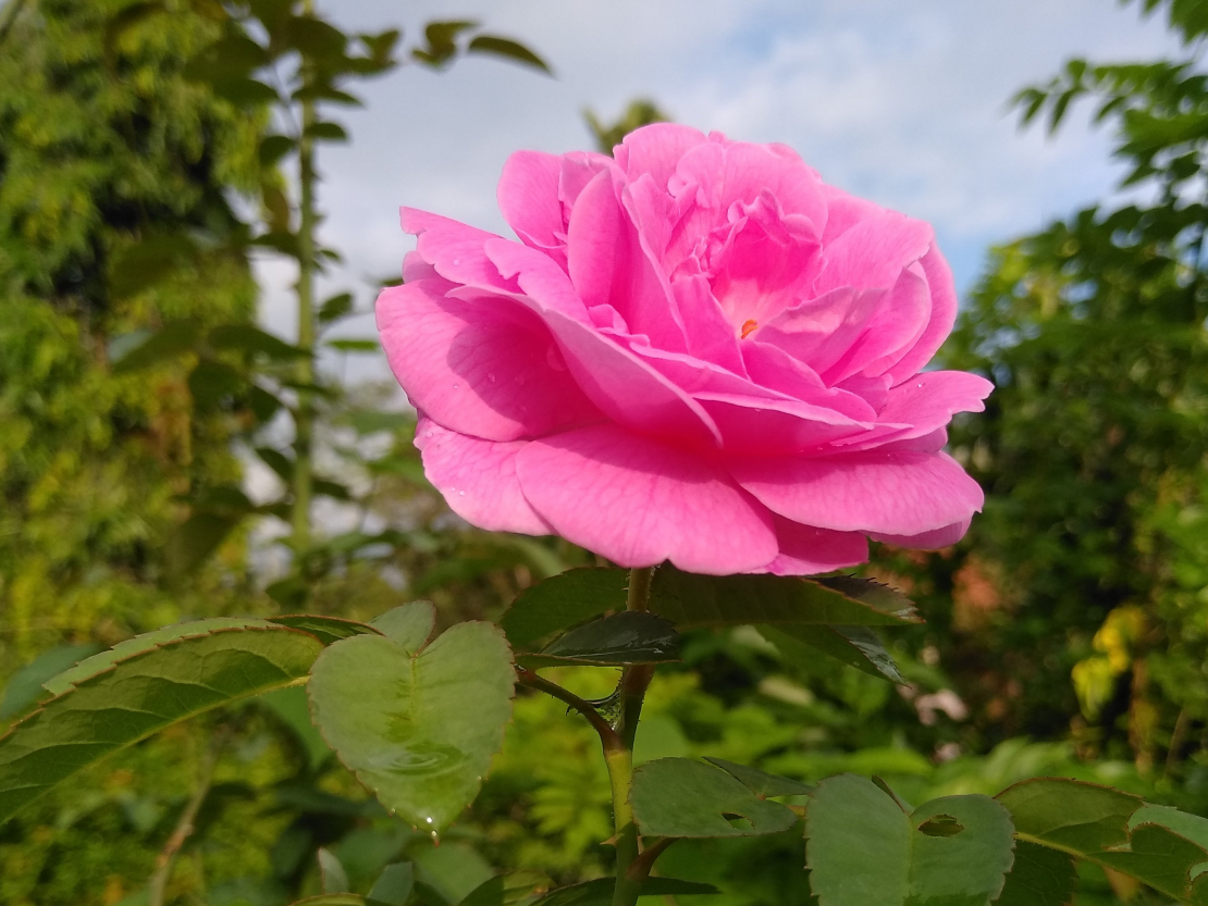 Augi aizsargājas pret slimībām un kaitēkļiem ne tikai ar audzētāja izvēlētajām metodēm, bet arī ar to, kādi gēni tiek pārmantoti.