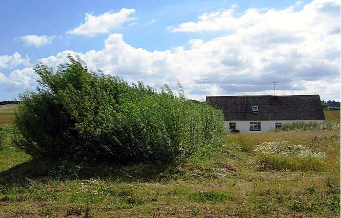 Privātmāja Dānijā ar kārklu vītolu stādījumiem notekūdeņu attīrīšanai.