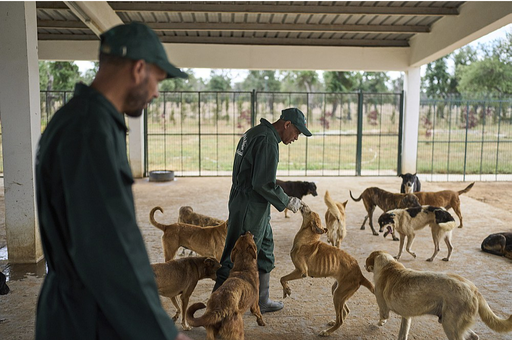 Paraugcentrs Rabātā Marokā, kur suņus tiešām kastrē un vakcinē.