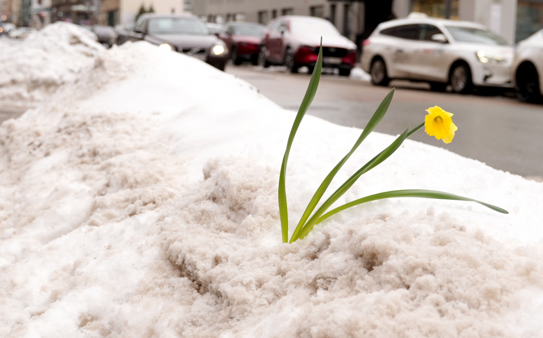 Narcise sniegā, atkusnis.