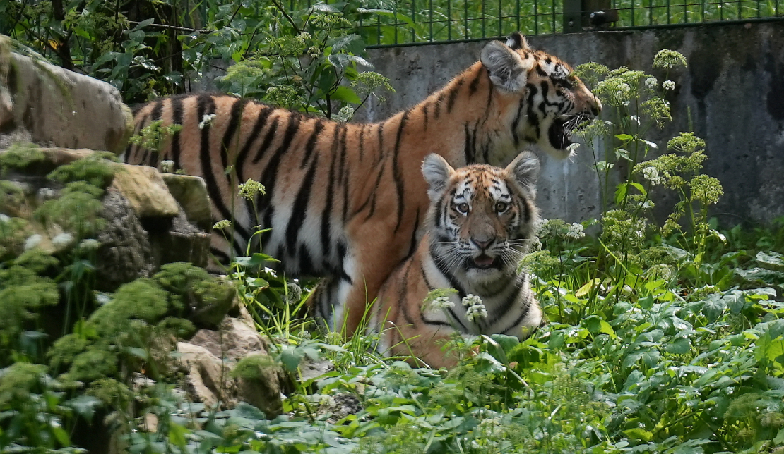 Amūras tīģeri. Ilustratīvs attēls.