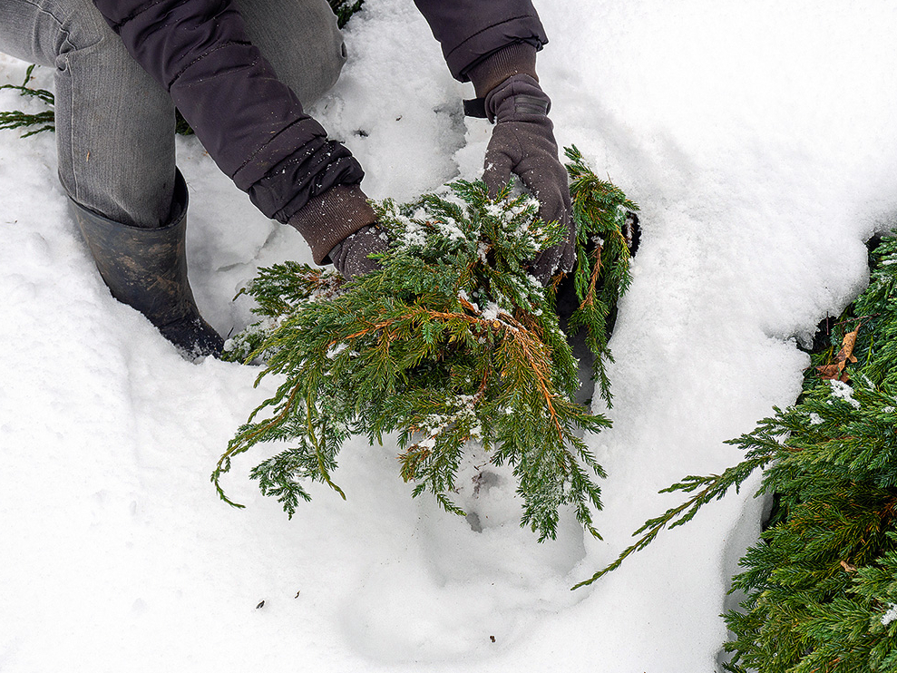 Ja zari joprojām nospiesti ar sniegu, vēlams to uzmanīgi nokratīt, lai novērstu turpmāku lūšanu.