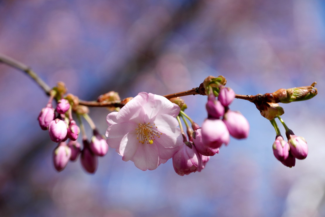 Ziedošas sakuras Uzvaras parkā.