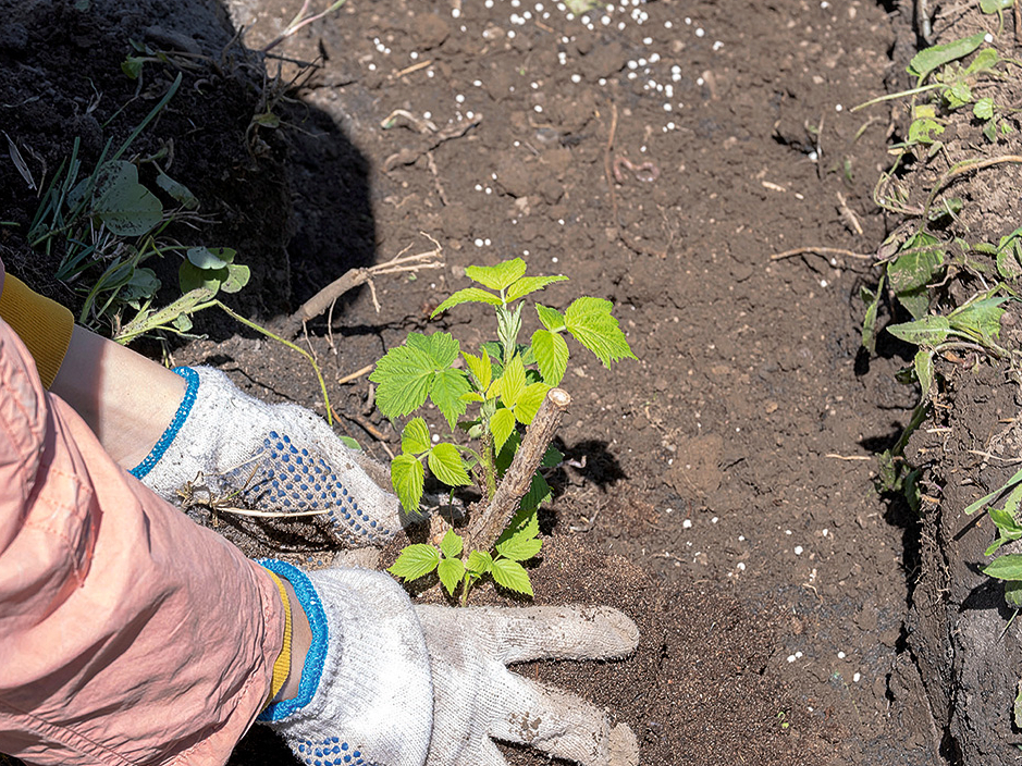 Rudens avenes vislabāk pārstādīt agri pavasarī.