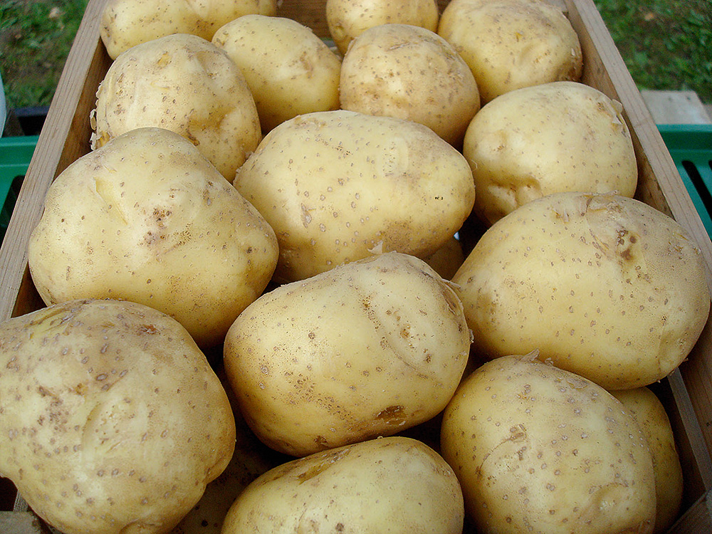 Šķirnei ‘Rigonda’ ir zems cietes saturs.