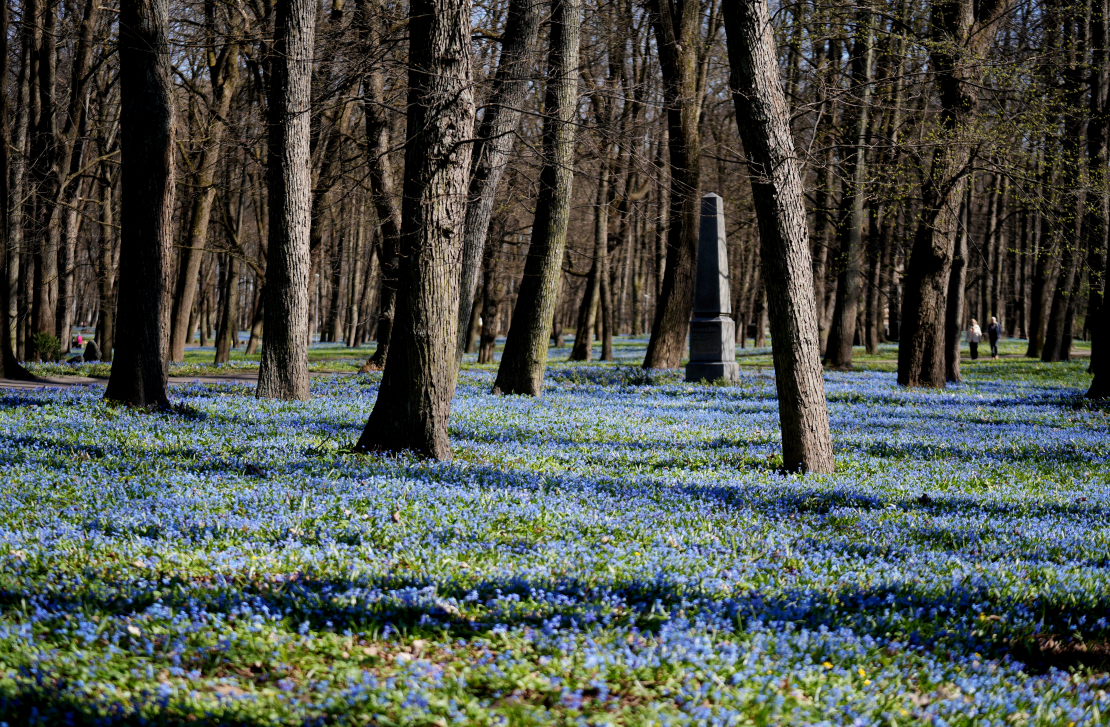 Zilsniedzītes Lielajos kapos, pavasaris.