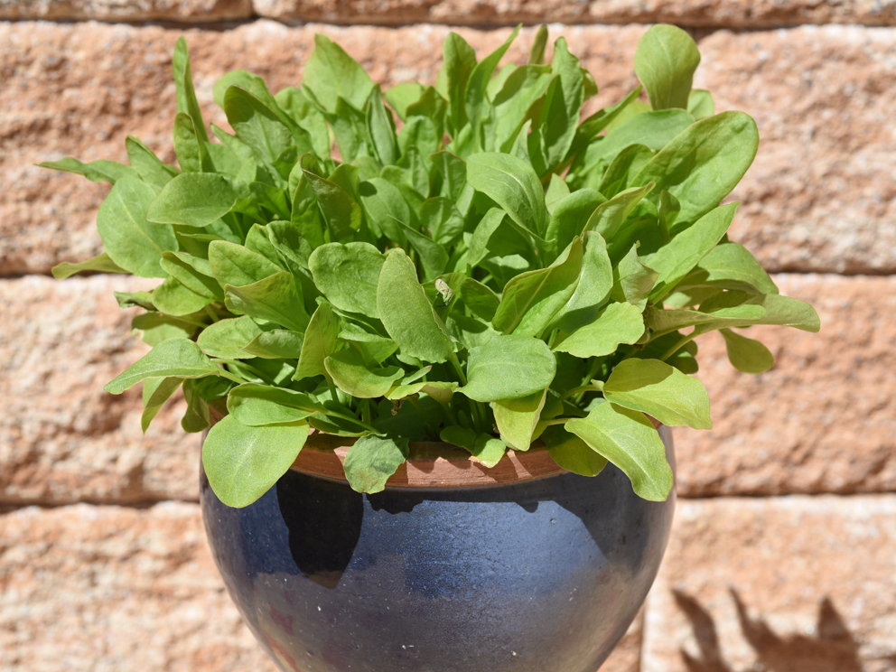 Skābenes var audzēt arī podos.