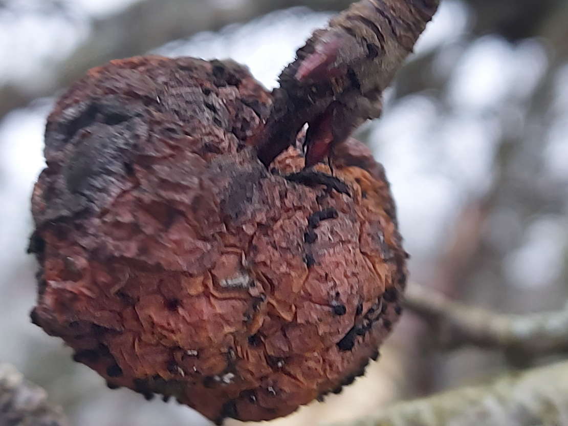 Zarā atstāts ābolītis, no kura pēc tam var inifcēties koksne.