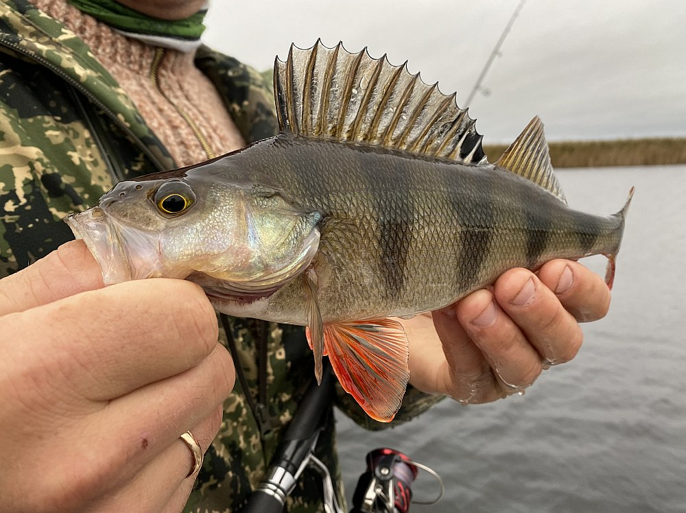 Daudzi pamanījuši, ka zivis kļūst arvien piesardzīgākas, tādēļ arī makšķerniekam jābūt vērīgam, jādomā līdzi un jāpielāgojas apstākļiem.