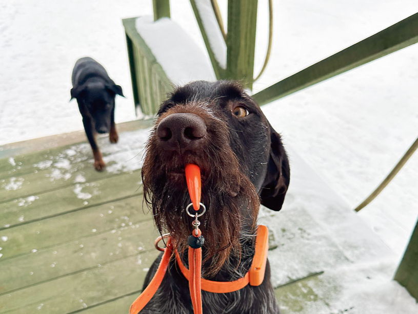 Tālvadības pults medību sunim.