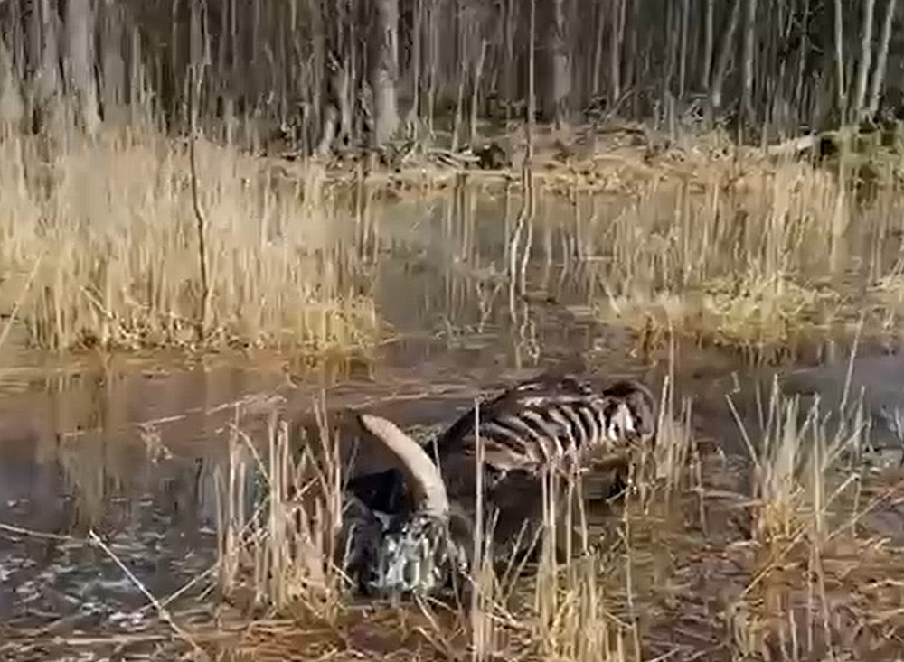 Dunduru pļavās aculiecinieki saskaitījuši ap 40 bojāgājušo dzīvnieku ķermeņus.