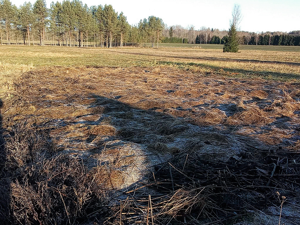 Ziemā dārza dobes apklātas ar sienu, lapām un veco zāli.