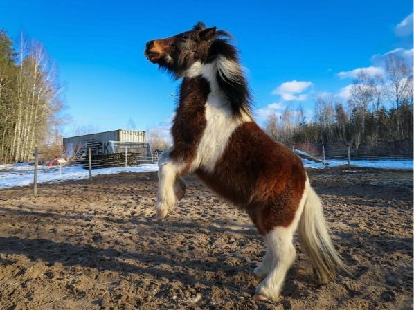 "Mežezeru" ponijs.