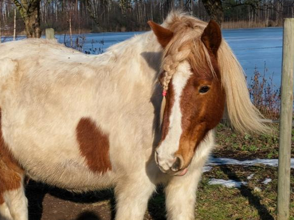 "Mežezeru" ponijs.