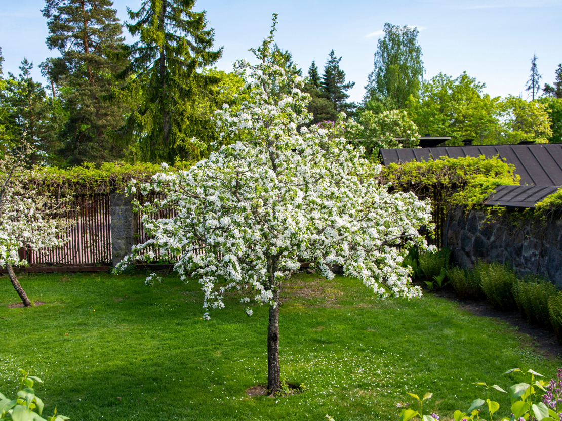 Pareizi veidots vainags ļauj saules gaismai iespīdēt un gaisam brīvi cirkulēt caur vainagu. 