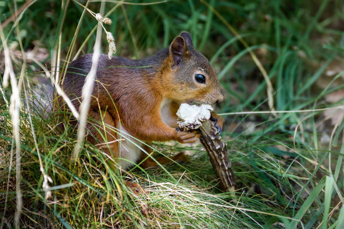 Ir novērots, ka vāveres visbiežāk ir tie grauzēji, kuru zobu pēdas ir redzamas uz atrastajiem ragiem.