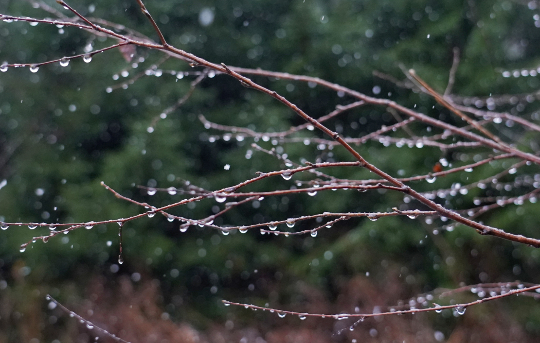 Koka zars ar lietus lāsēm.