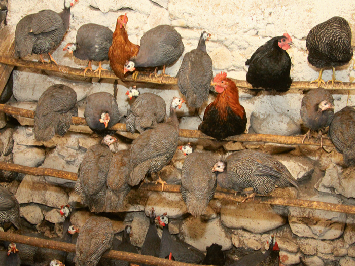 Interese par dažādu sugu mājputnu audzēšanu Latvijā ik gadu pieaug – šī gada sākumā reģistrēto putnu skaits jau pārsniedzis sešarpus miljonus.