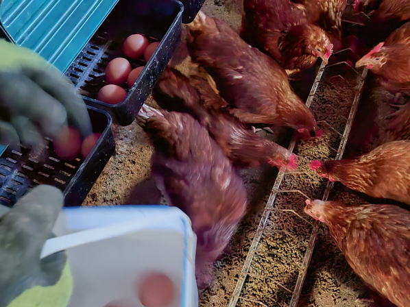 Pētījumā ar inovatīvu tvaika-sprādziena metodi no auzu sēnalām iegūtas jaunas divu veidu ksilooligosaharīdu prebiotikas: neattīrītas un attīrītas.