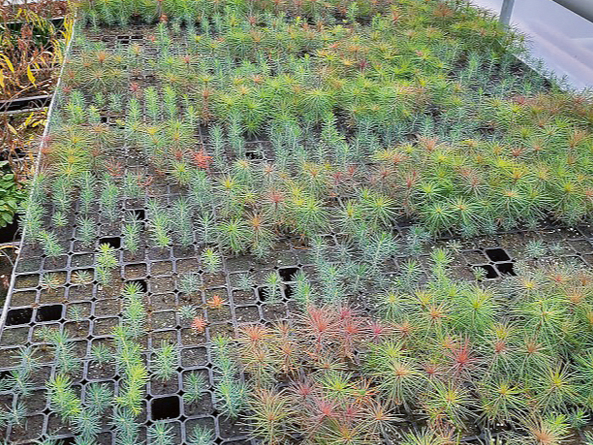 Daļēji ar zāles granulām aizstātajā substrātā izmēģinājumos audzēs bērza, priedes un egles stādus.