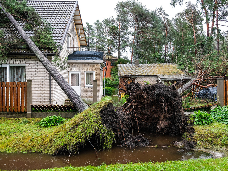 Pirms ķeras pie zāģa, jānovērtē koka suga, jāizmēra tā apkārtmērs un jāapzina koka atrašanās vieta, kas ļaus izdarīt secinājumus par tālākajām darbībām