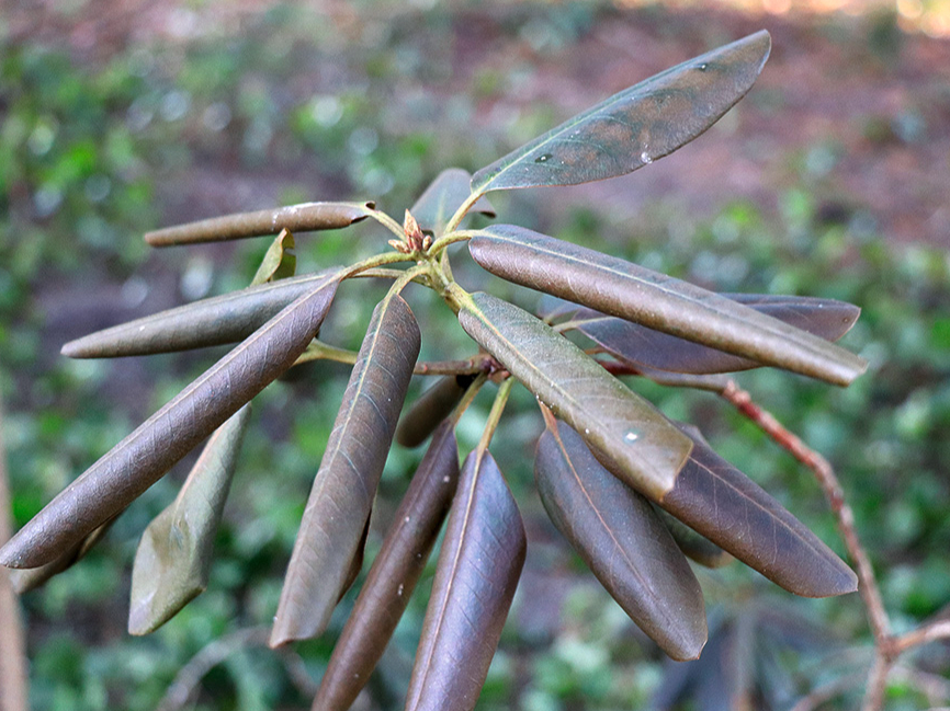 Saules apdegumi visbiežāk novērojami atklātās vietās augošiem mūžzaļajiem rododendriem. 
